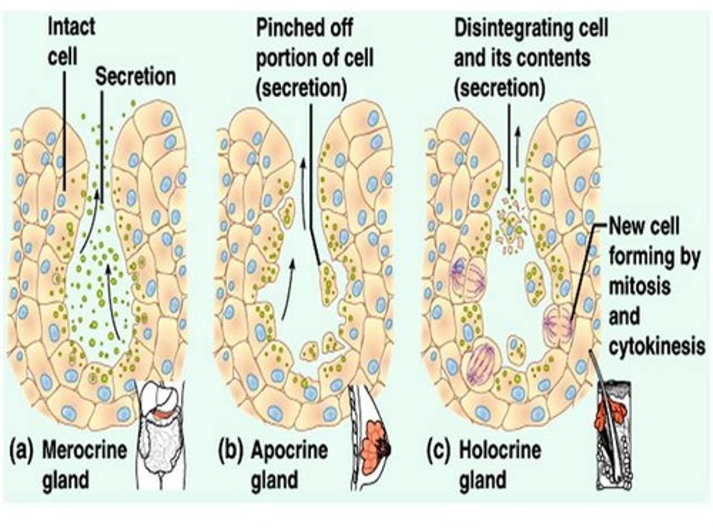 <p>This tissue is made up of cuboidal or columnar cells designed to produce and secrete substances into ducts or into body fluids. Glands that secrete products into ducts are exocrine; those that secrete into body fluids and blood are called endocrine.</p>