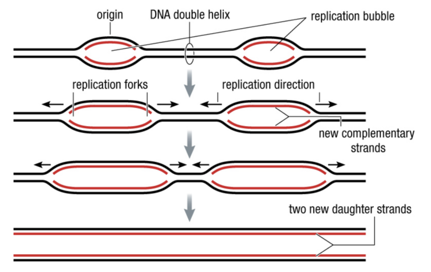 Replication Bubbles