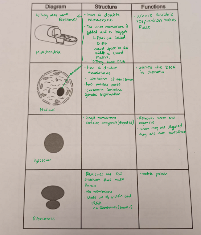 easier way to see a wider view of the organelles and their structure + function