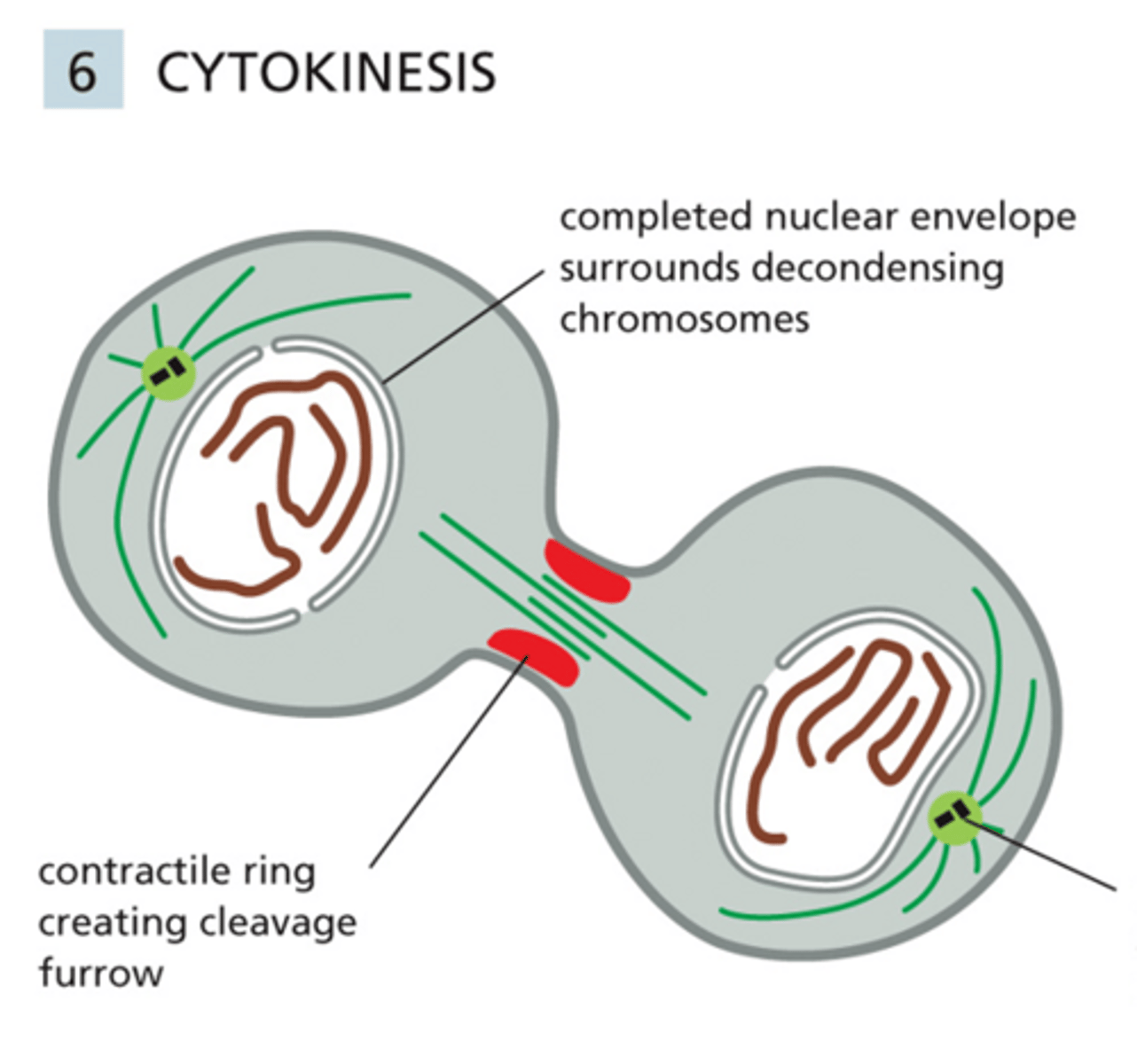 <p>Cytokinesis</p>
