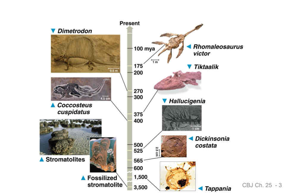 <p>Macroevolution </p>
