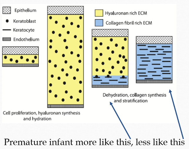 <p>It is due to the incomplete development of stromal fiber organization </p>