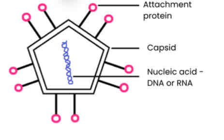 <p>Describe the general structure of a virus particle</p>