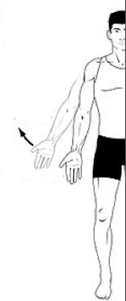 <p>Identify the action indicated by the arrow.</p>