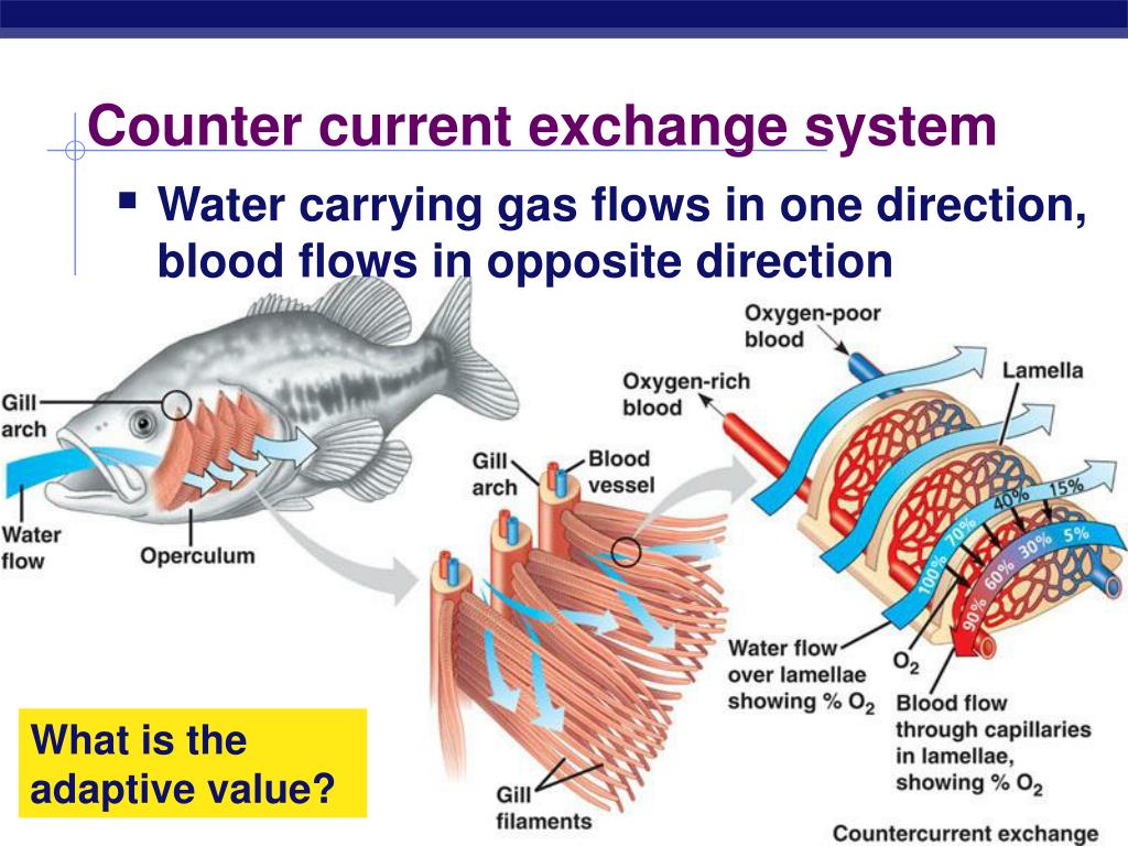 <p>Water flows over the gill plates/lamellae in the opposite direction to the flow of blood in the capillaries.</p><p>Blood always meets water with a higher concentration of oxygen.</p><p>The concentration gradient is maintained so diffusion occurs across the entire surface of the gill/lamellae.</p>
