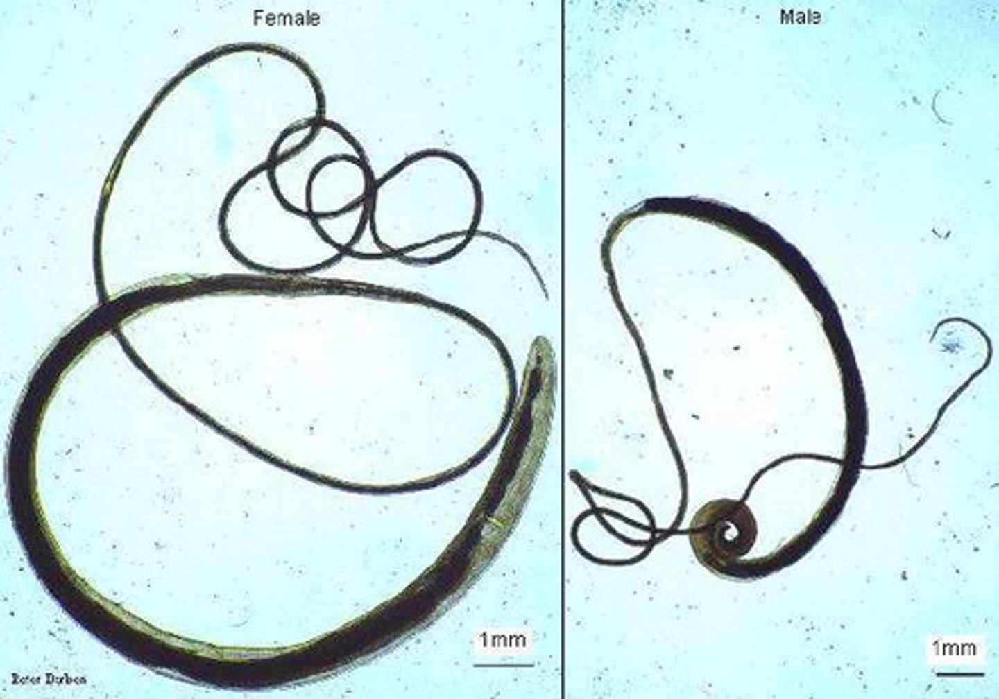 <p>Female: 35-50mm</p><p>Male: 30-45mm with 360 degree coil at caudal end</p>