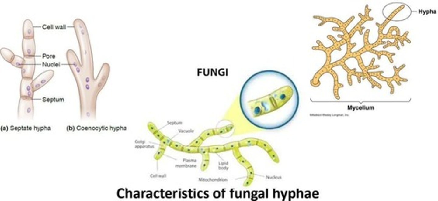 <p>Hyphae that contain cross walls called septa, dividing the hypha into cell-like units.</p>