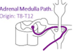 <p>How does the adrenal medulla pathway differ from the other pathways of the SD?</p>