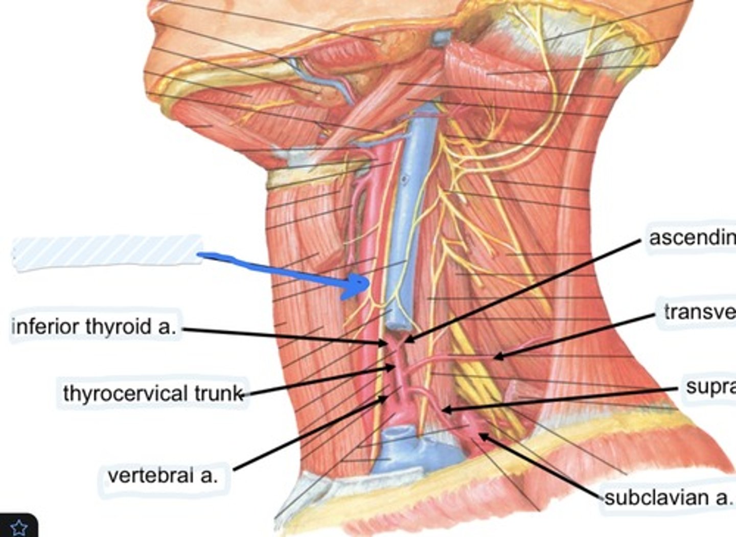 knowt flashcard image