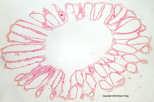 <p>What is this awesome organism? What phylum?</p>