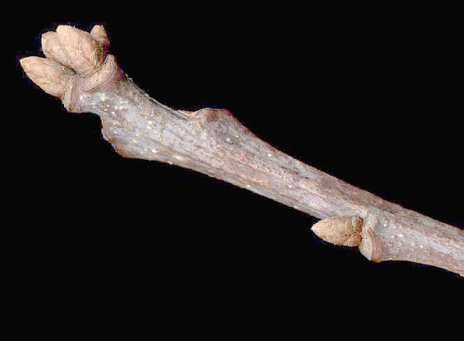 <p>Common name: White oak</p><p></p><p>Genus: Quercus</p><p></p><p>Species: alba</p><p></p><p>Family: Fagaceae</p>