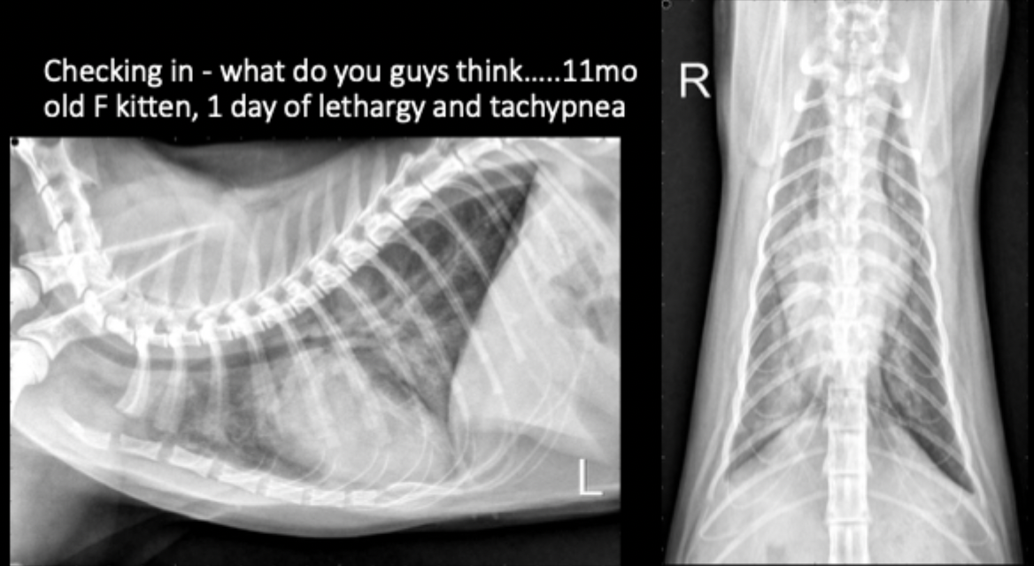 <p>11 month old female kitten presents with 1 day history of lethargy and tachypnea. What is your primary differential?</p>