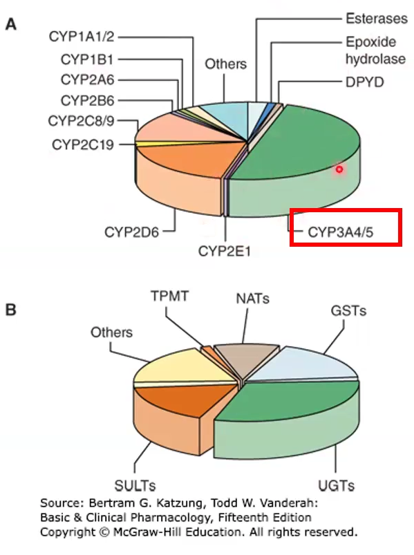 <ul><li><p>34A is the most abundant, it is found in the liver but also in the gut wall, where it can decrease bioavailability; metabolizes 50% of Rx drugs</p><ul><li><p>Drugs that inhibit/induce 3A4 may also induce/inhibit P-glycoprotein bc they are on the same chromosome</p></li></ul></li><li><p>2D6 is the second most abundant</p></li></ul><p></p>