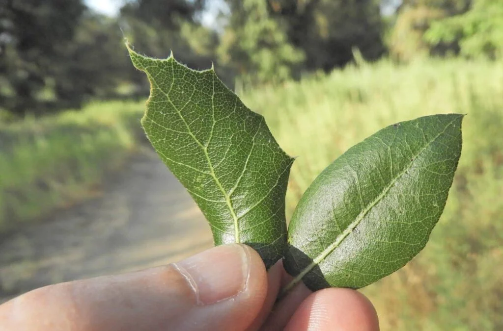 <p>Yellowish/green underside: Younger leaves, closer to base: serrated</p>