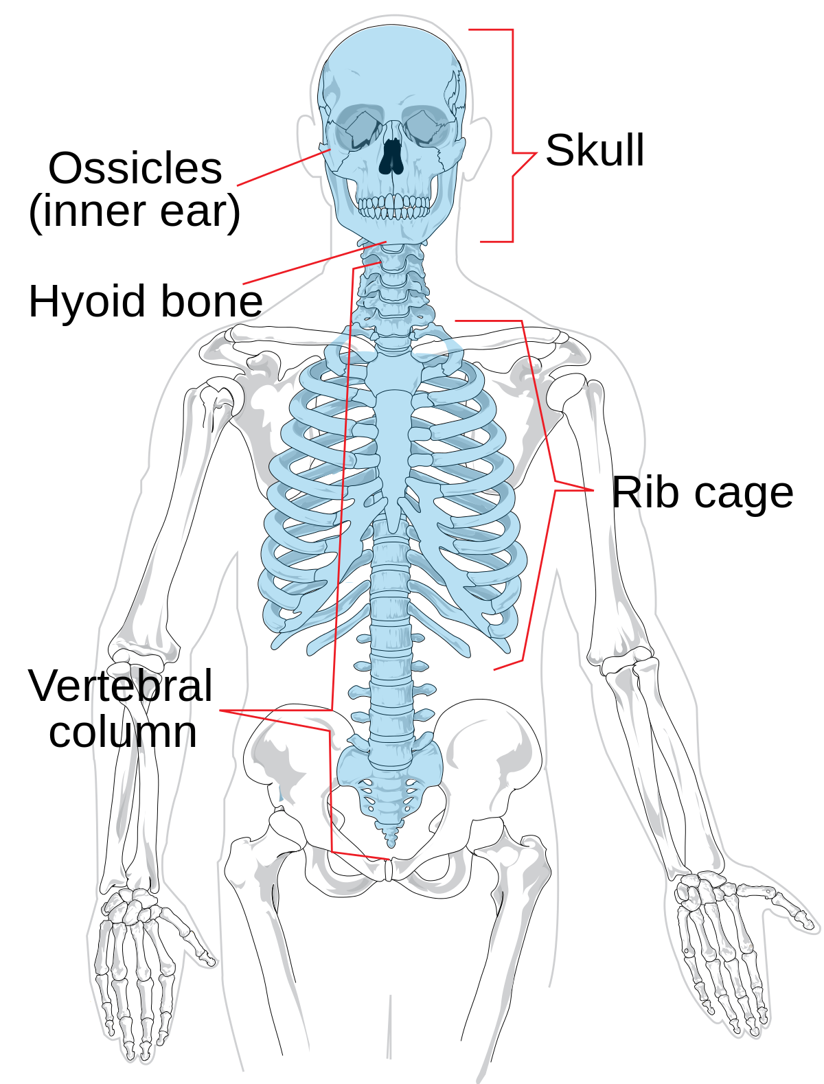 <p>-Head, neck, trunk -Skull -Hyoid bone -Vertebral column -Thoracic cage (ribs, 12 pairs) -Sternum</p>