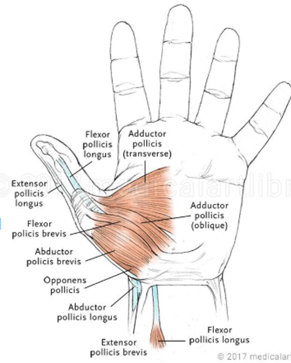 <p>- m. flexor pollicis brevis</p><p>- m. abductor pollicis brevis</p><p>- m. adductor pollicis</p><p>- m. opponens pollicis</p><p>(minden, ami nem longus + ext. pollicis brevis)</p>