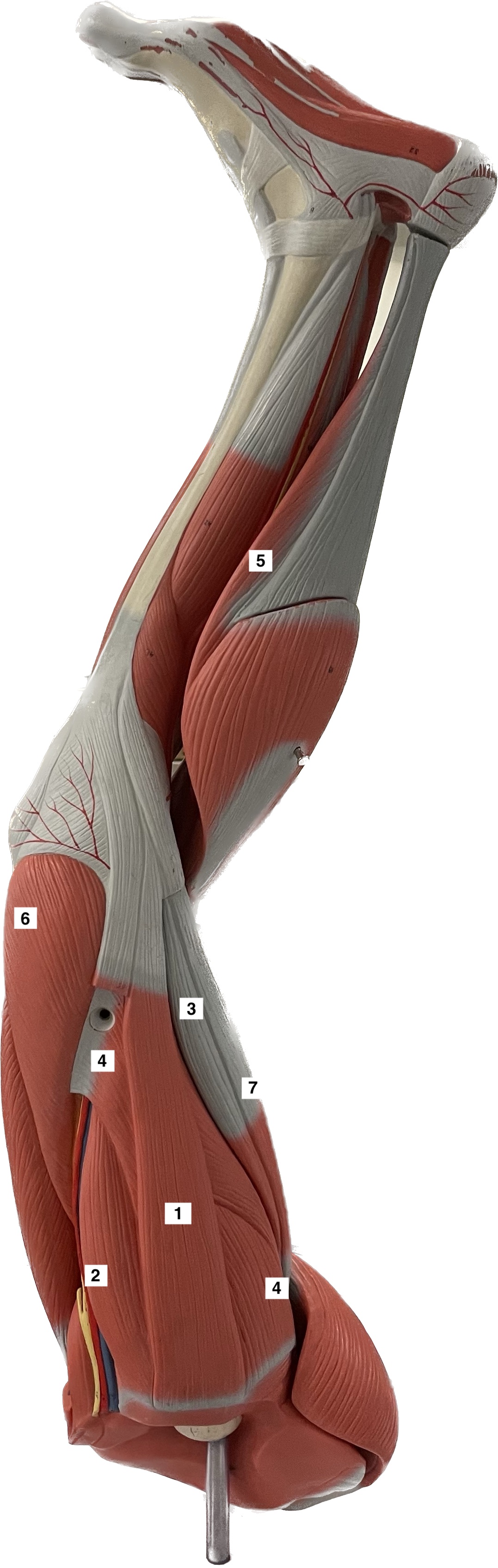 soleus - foot plantar flexion