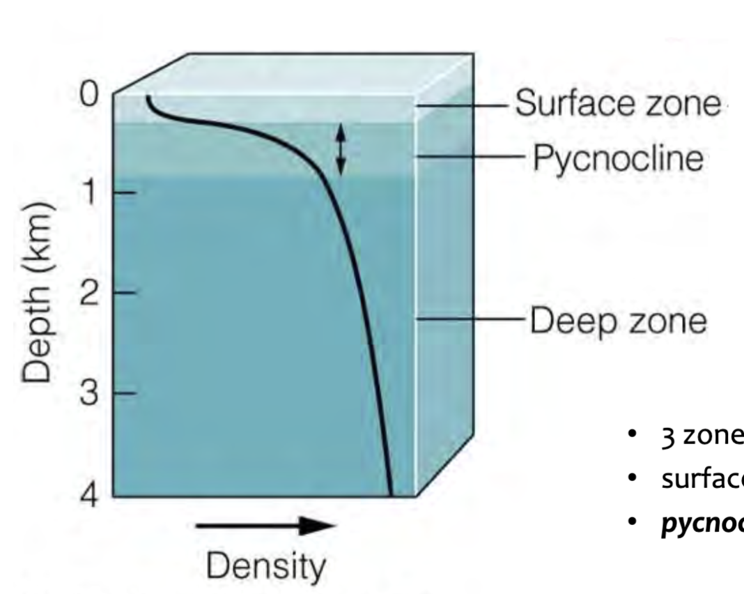 <ol><li><p>Surface zone (2% of ocean water)</p></li><li><p>Pycnocline (18% of ocean water)</p></li><li><p>Deep zone (80% of ocean water)</p></li></ol>