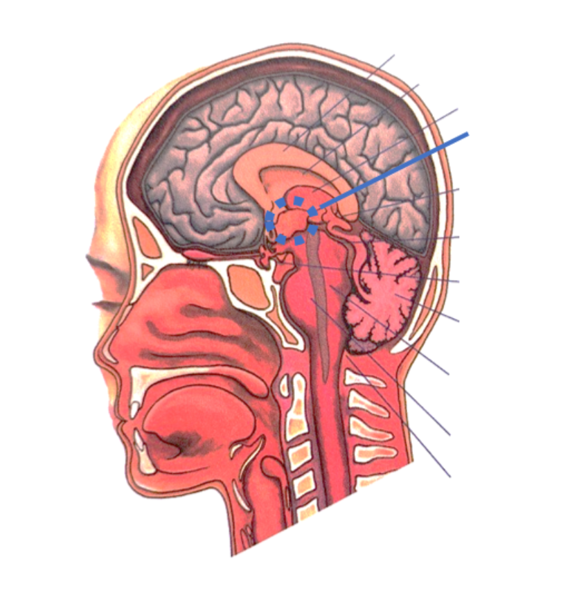 <p><span>De hypothalamus is de dirigent van het endocriene stelsel. Hier vindt de <strong>belangrijkste koppeling</strong> plaats <strong>tussen het zenuwstelsel en het hormoonstelsel.</strong> De hypothalamus <strong>scheidt stoffen af en zendt die naar de hypofyse</strong> om vervolgens <strong>haar activiteit te beïnvloeden.</strong> Als het ware als een "opdracht".</span></p>