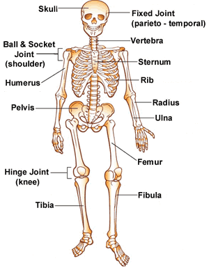<p><span>Flat bones vs long bones</span></p>