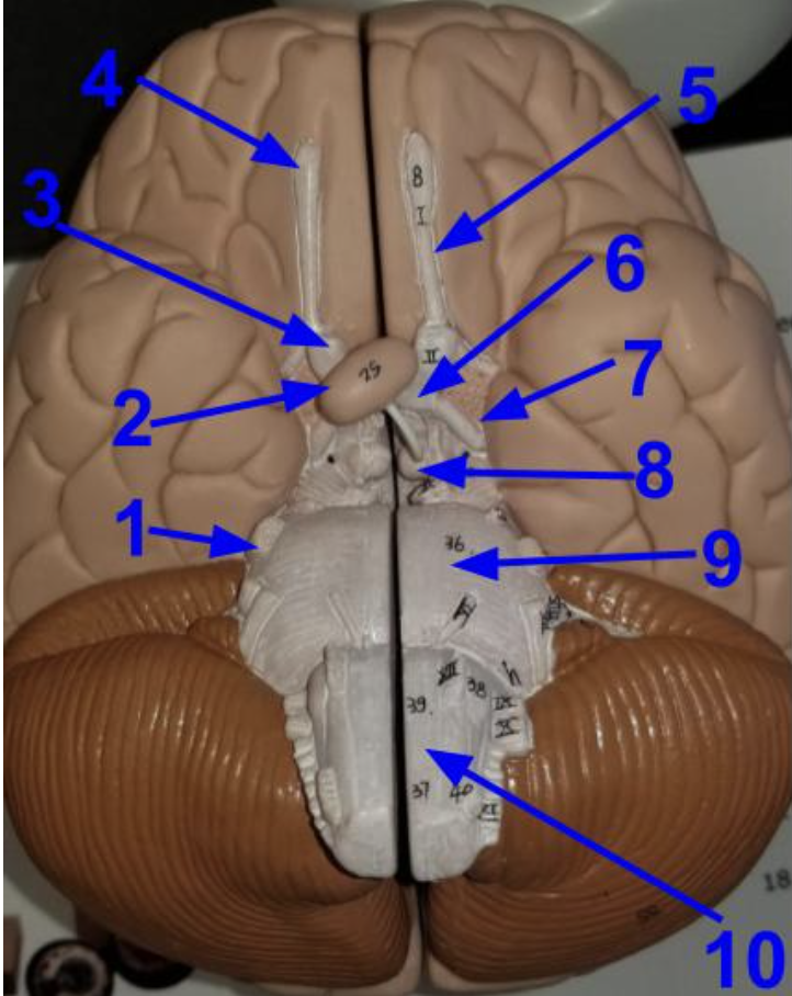 <p>Name the structures </p>
