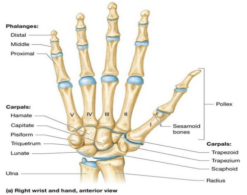 <ul><li><p>Wrist (carpus) – eight short bones (carpals) arranged in two rows containing four bones each</p></li><li><p>Hand (manus) – Five long bones (metacarpals)</p></li></ul><p></p>