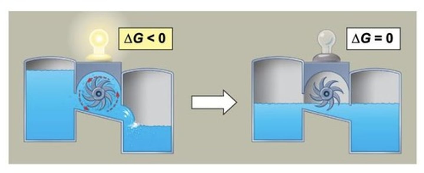 <p>A reaction that releases free energy and can occur spontaneously (ΔG &lt; 0).</p>