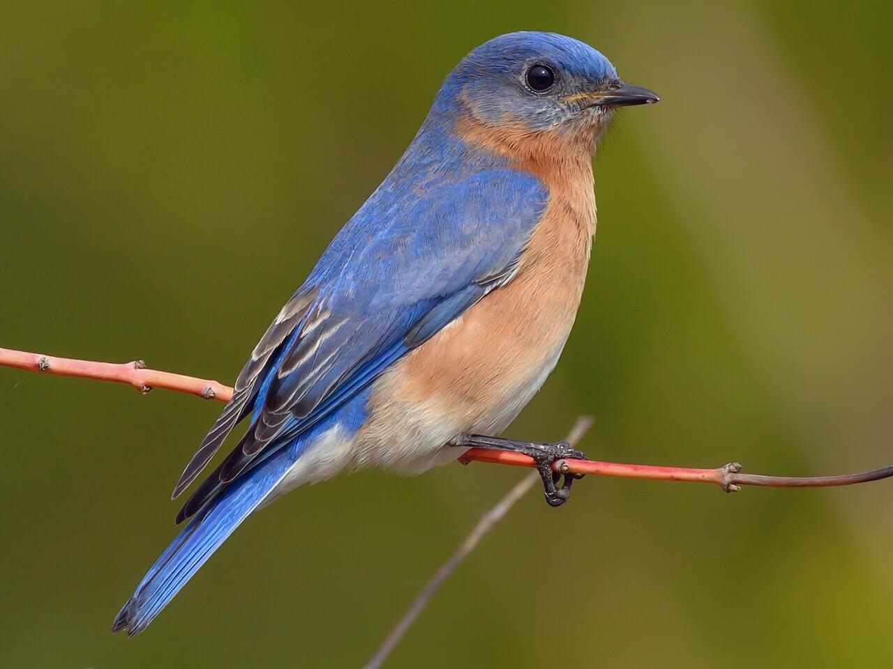 <p>Male vivid blue with rusty throat &amp; breast; female gray-blue; small open-country thrush.</p>