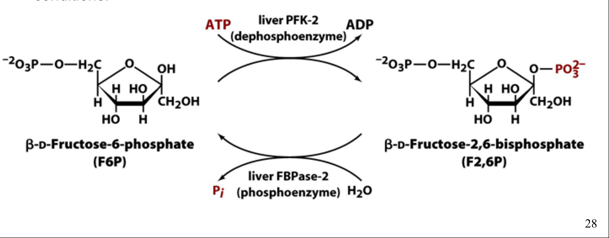 different activities of the same enzyme, which are interconvertible by phosphorylation and dephosphorylation

protein kinase A convertes PFK-2 to FBPase-2, decreasing levels of F2,6P, which decreases activity of PFK-1 by degrading the F2,6P activator and slows the rate of glycolysis

protein kinase A also downregulates pyruvate kinase (which slows glycolysis), decreases glycogen synthesis, and activates glycogen breakdown 

the end result in the liver is that glucose is either made or released from glycogen so that it can be exported to the blood under fasting conditions