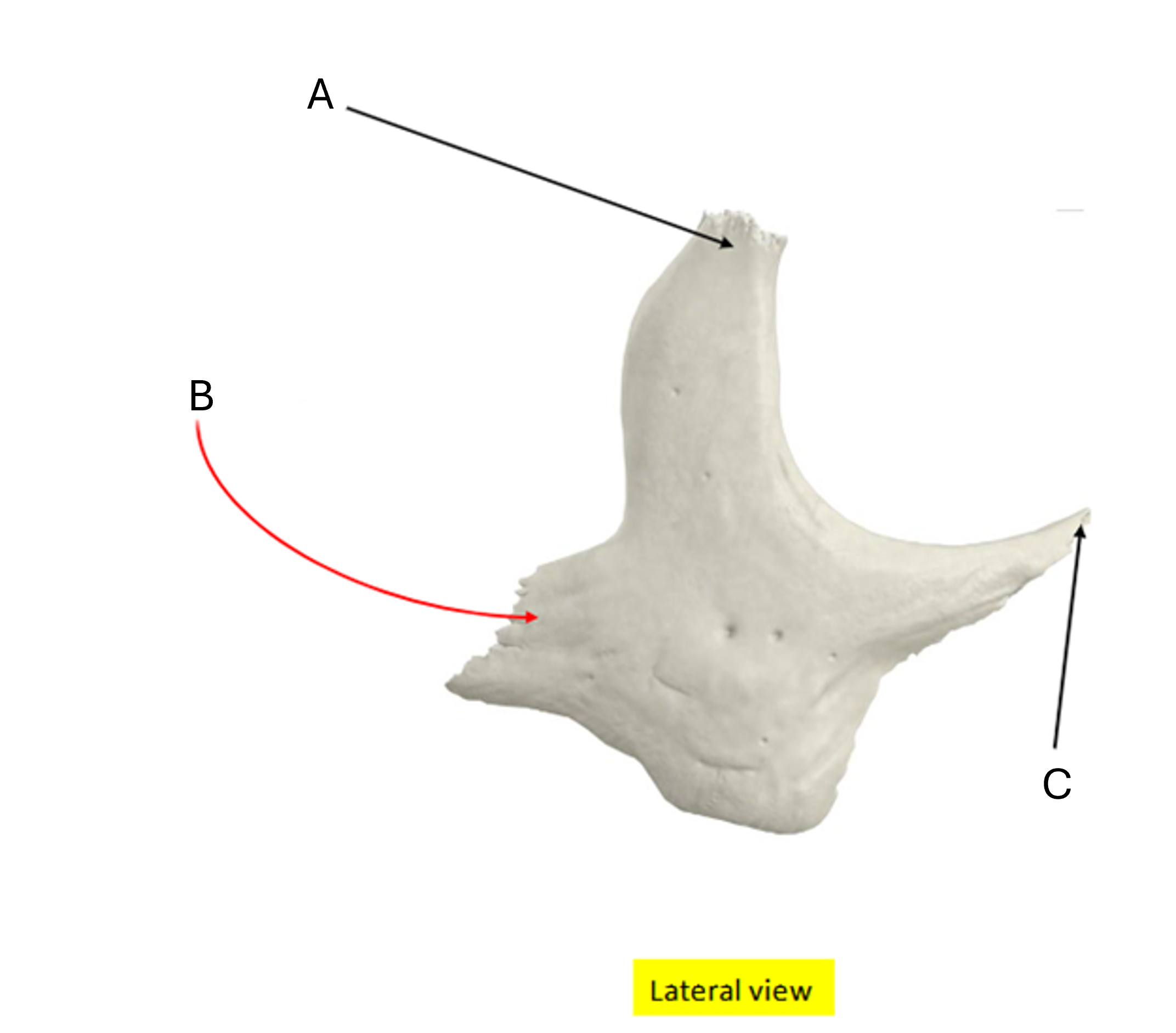 term image