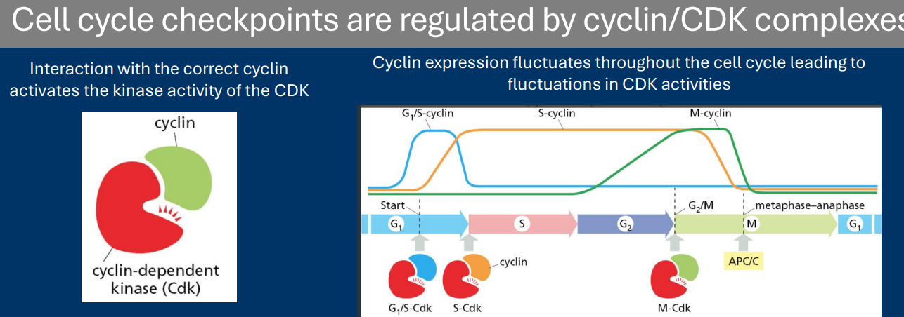<p>• Progression through each checkpoint is regulated by one of many<strong> cyclin-dependent kinases (CDKs)</strong></p><p>• CDKs enzymatic activity is inhibited unless they interact with a specific <strong>cyclin </strong>protein</p><p>       - Examples =<strong> Cyclin A</strong>, <strong>Cyclin B</strong>, <strong>Cyclin D</strong>, and <strong>Cyclin E </strong></p><p>• Different <strong>cyclins</strong> are expressed in unique times during the cell cycle. Therefore, different <strong>CDKs </strong>become active during the cell cycle</p>