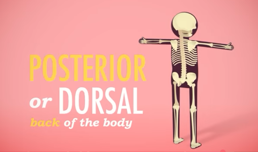 <p>Posterior/Dorsal</p>