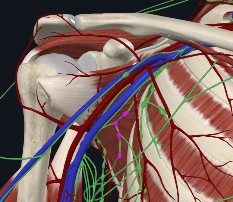 <p>What are these lymph nodes</p>