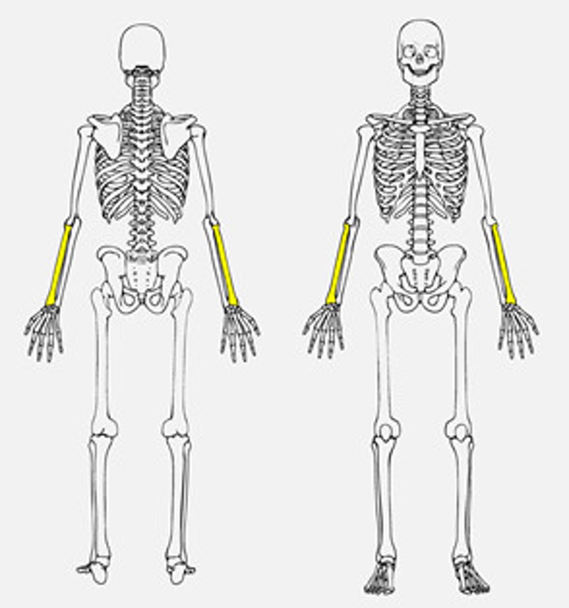 <p>lateral bone of the forearm (thumb side)</p>