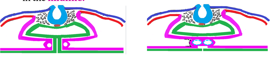 <ul><li><p><strong><mark data-color="red">endo-cardial, midline</mark></strong></p></li><li><p><strong><mark data-color="red">thin, endocardial tube, endocardium, splanchnic, myocardium</mark></strong></p></li><li><p><strong><mark data-color="red">mesothelial, pericardial coelom, epicardium</mark></strong></p></li></ul>