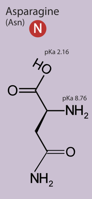 <p>Polar uncharged side chain, hydrophilic</p>