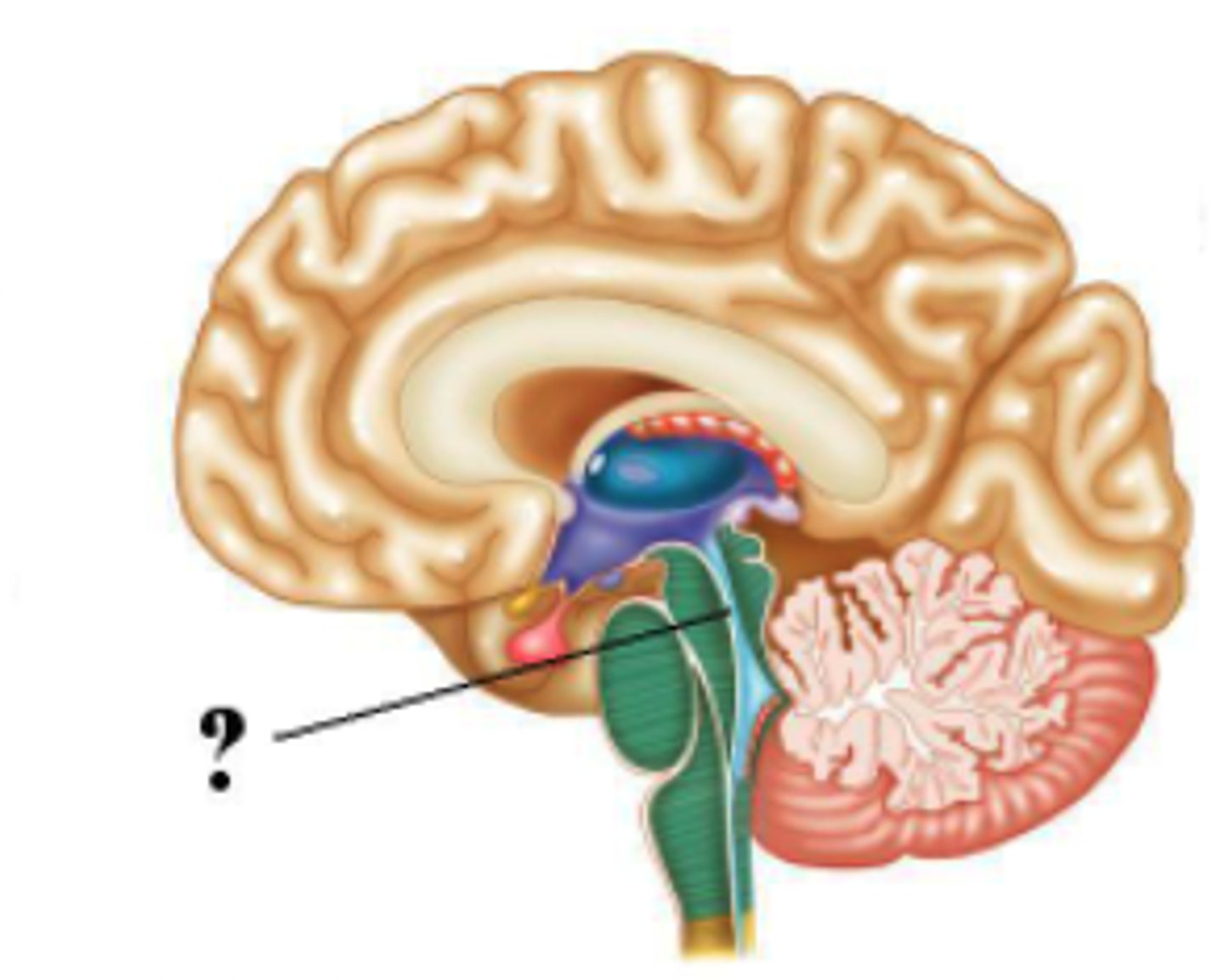 <p>cerebral aqueduct</p>