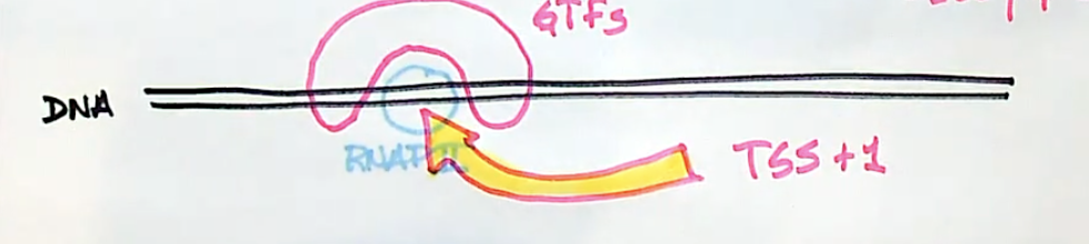 <ul><li><p>there is no RNAP subunit that recognizes the transcription start site  (TSS)</p></li><li><p>RNAP interacts with general transcription factors “GTFs” that bind around TSS</p></li></ul>