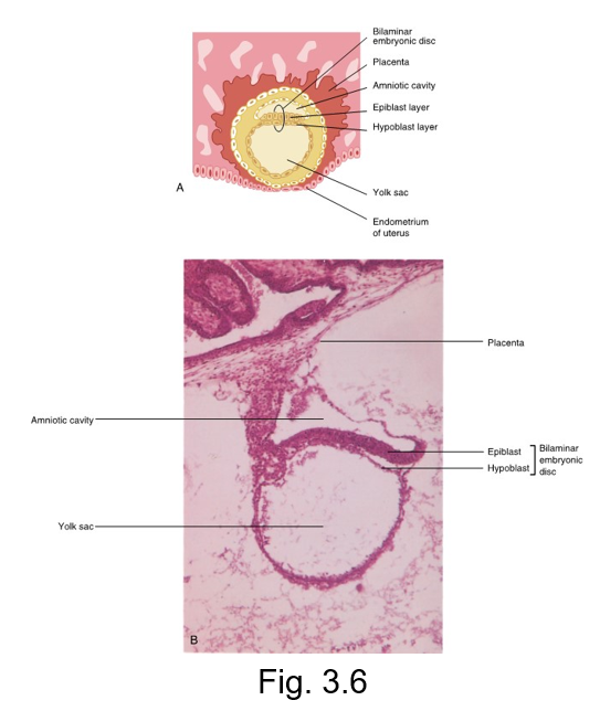 <ul><li><p>Due to the ongoing process of mitosis and secretion of fluid by the cells within the morula, the zygote becomes a vesicle known as a blastocyst</p></li><li><p>also known as blastula </p></li><li><p>travels down the fallopian tube then undergoes implantation in the endometrium lining of the uterus </p></li></ul><p></p>