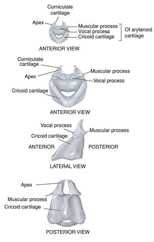 <p>small bead-like cartilages</p><p>clearly identified in aryepiglottic folds</p>