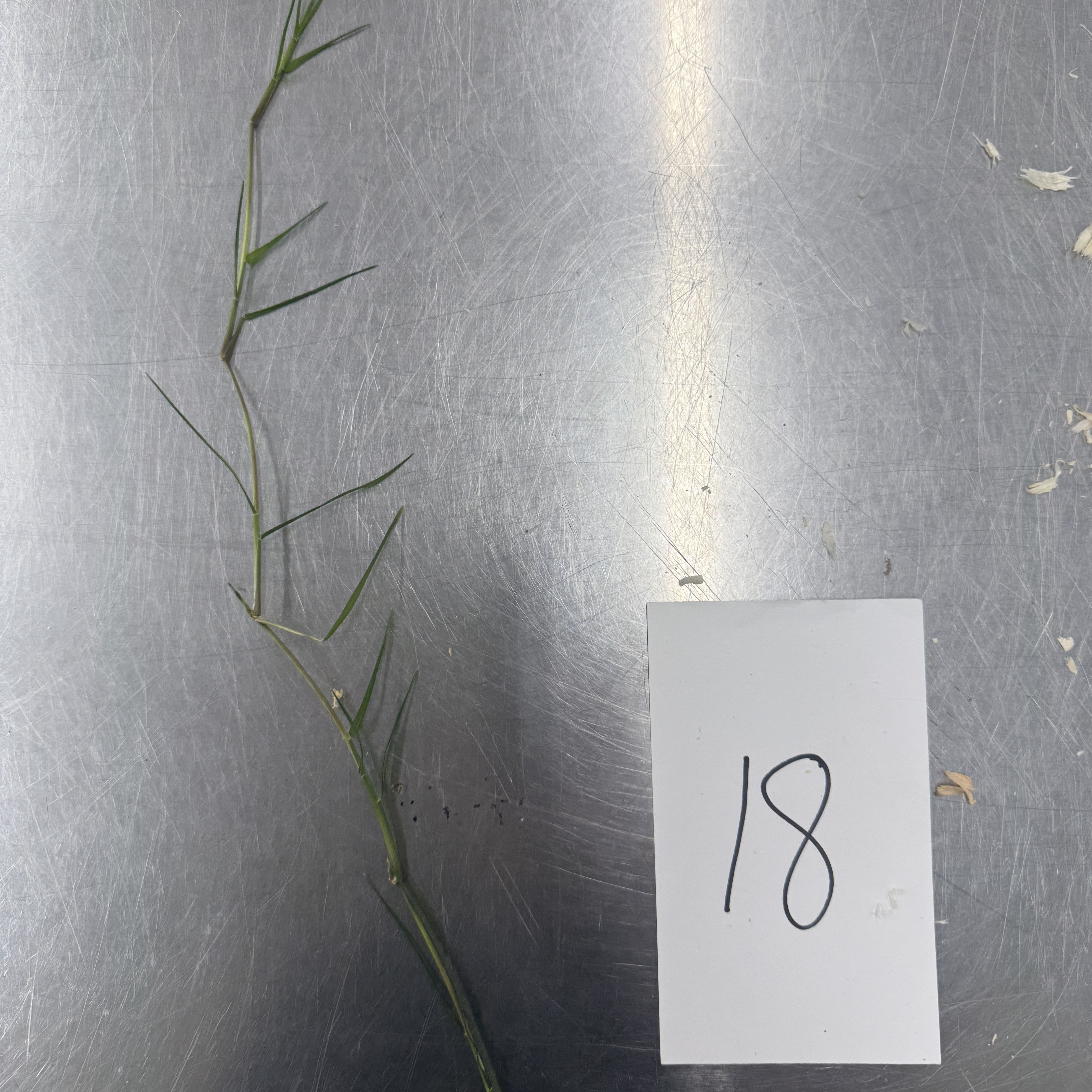 <p>Identify the modified stem structures</p>