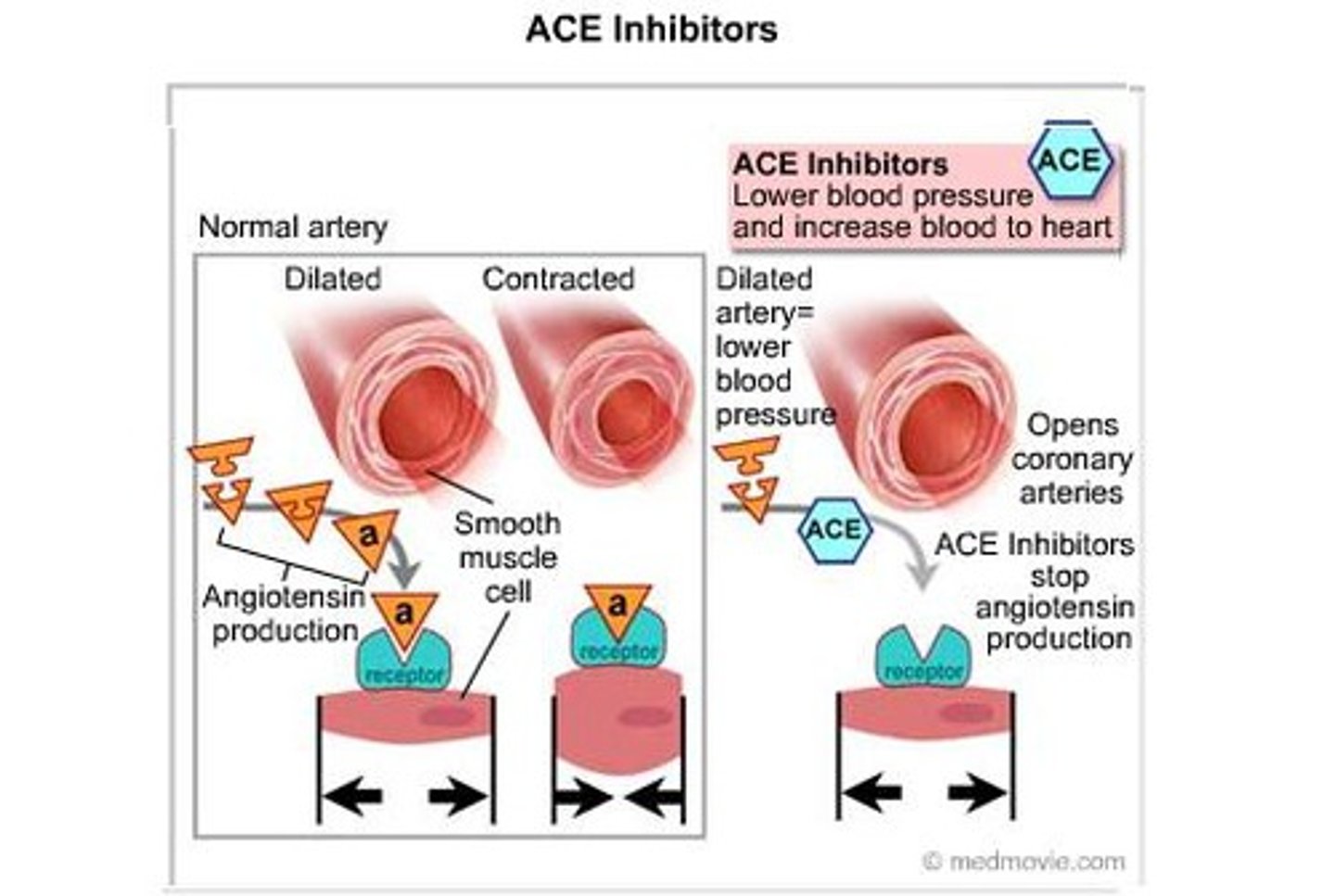 <p>Decreased vasoconstriction (lowers blood pressure) and aldosterone secretion (leads to diuresis);</p>