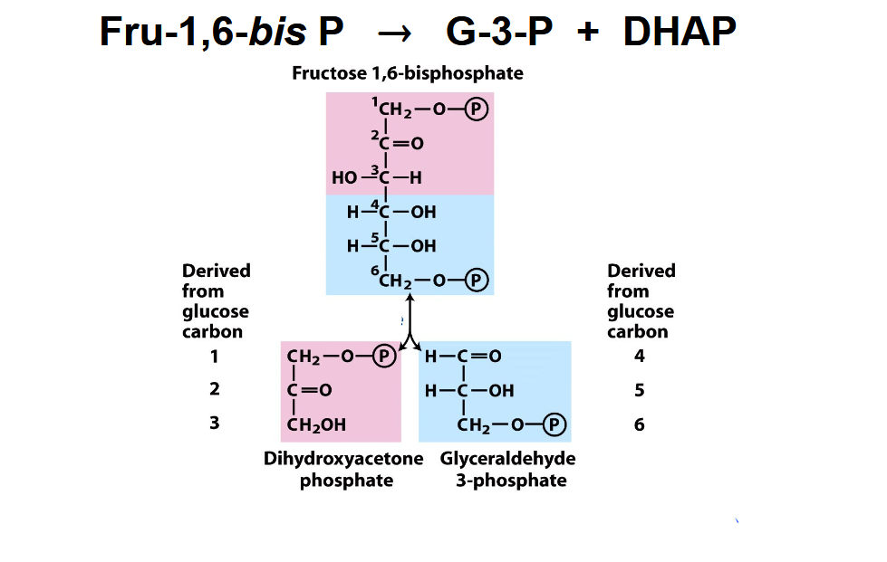 <p>what enzyme</p>