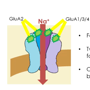 <p>AMPA receptors</p>