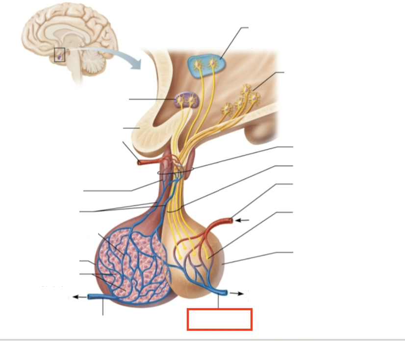 <p>What structure is highlighted?</p>