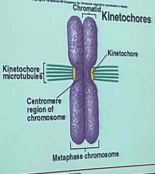 <p>chromatid, kinetochore, microtubules, sister chromatid, chromosome, centromere</p>