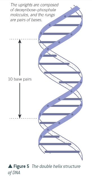 <ul><li><p>2 polynucleotide chains are twisted</p></li><li><p>phosphate and deoxyribose form structural backbone of DNA molecule</p></li></ul><p></p>