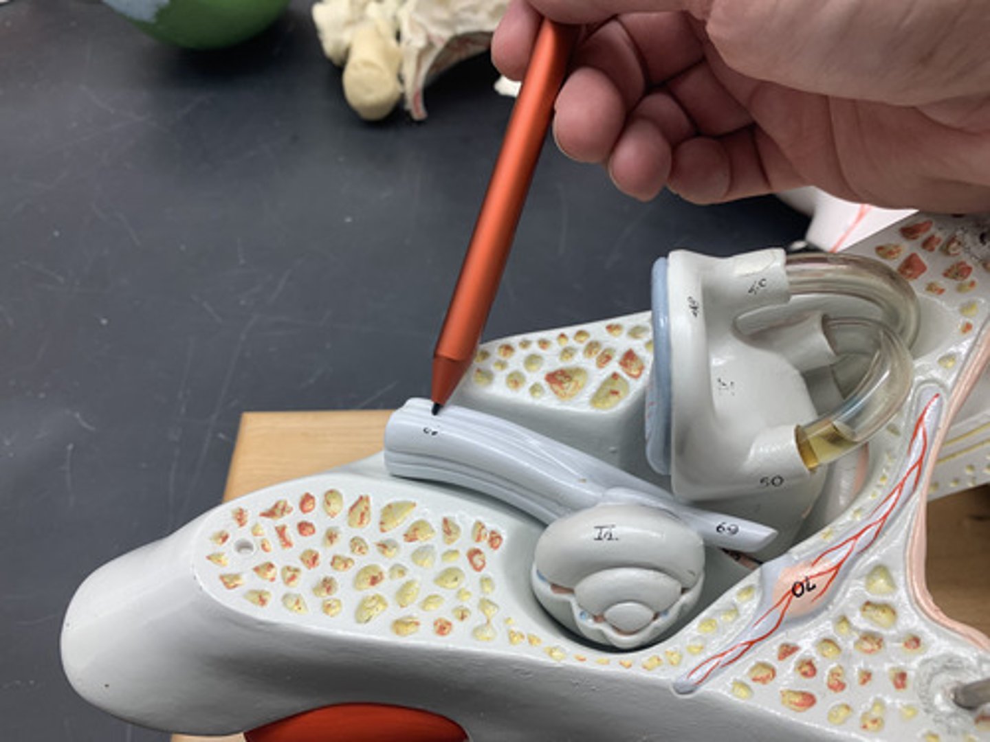 <p>cranial nerve that collects sensory information about hearing and balance</p>