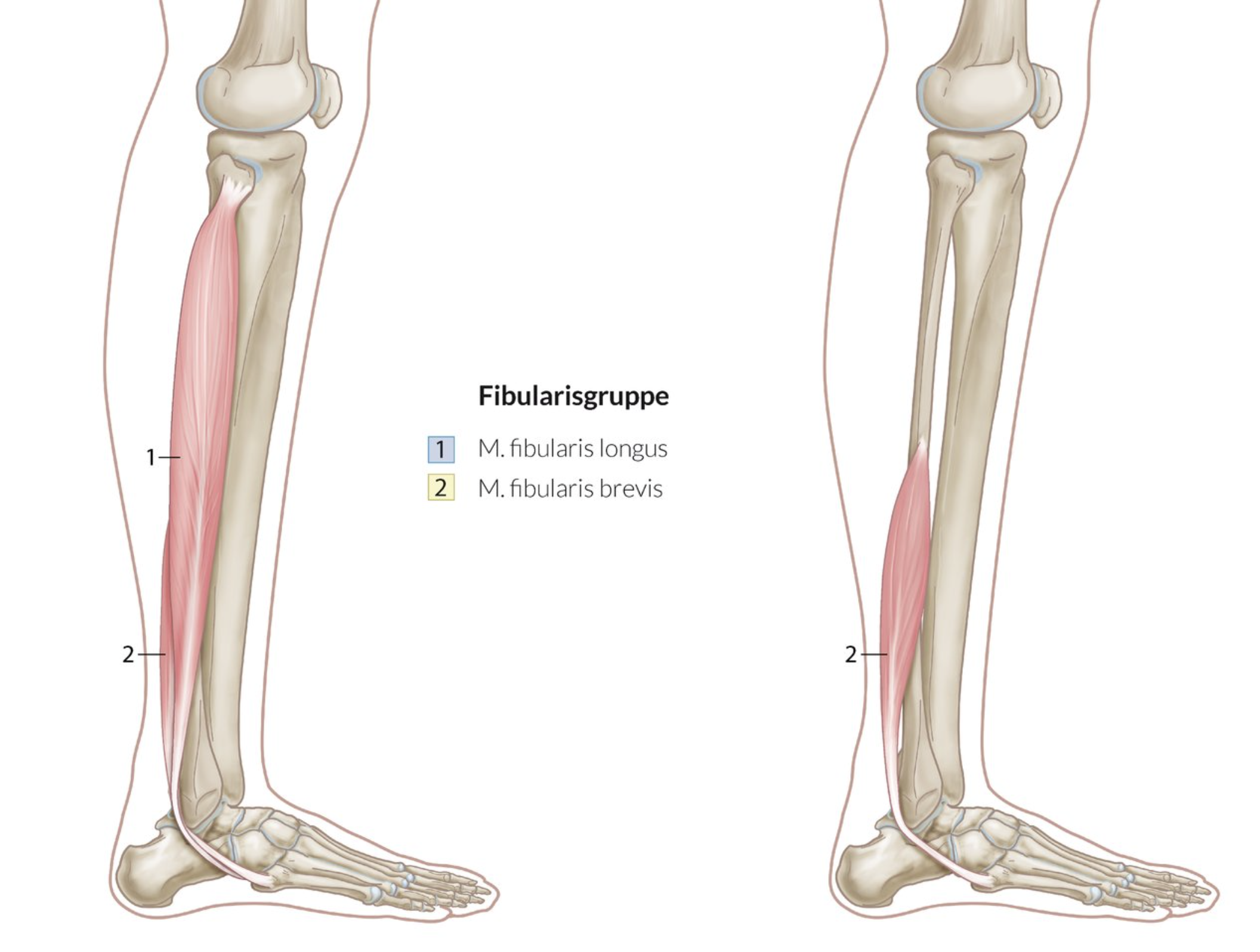<p>B. Fibularis (peroneus) longus</p>