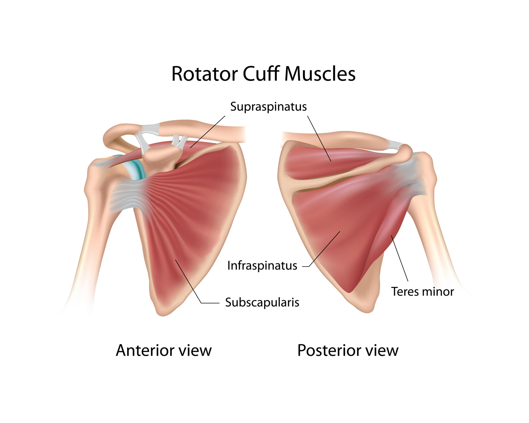 <p>c. Teres major</p><div data-type="horizontalRule"><hr></div><p><span style="color: blue"><em>SITS</em></span></p><p>Supraspinatus</p><p>Infraspinatus</p><p><strong>Teres minor</strong></p><p>Subscapularis</p>